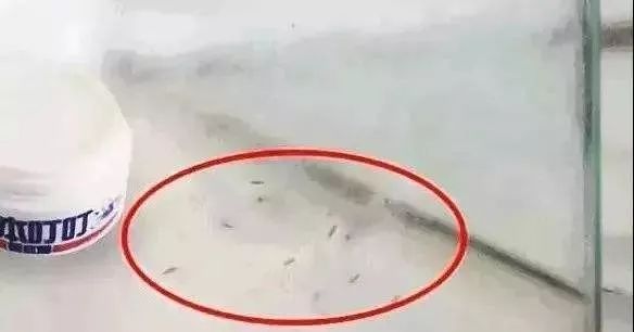 为何蚊子只咬你看完就明白了,蚊子咬人为什么越来越狠