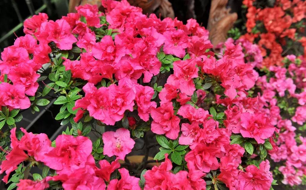 杜鹃怎么养才能爆开花,为什么都说杜鹃很厉害