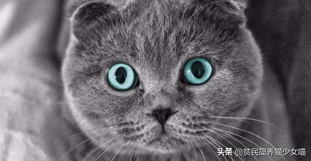 猫为什么会长那么长的胡须,为什么猫长胡须