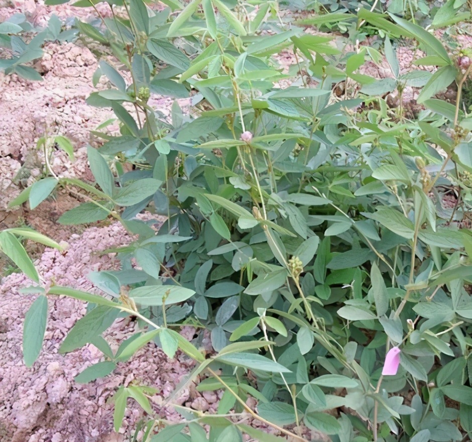 一条根售价,一条根茎卖600元