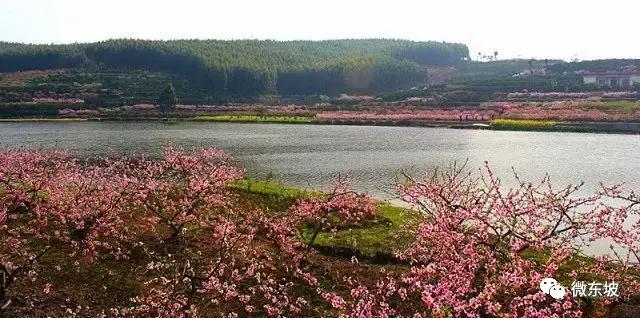 花开十五载,花开十五载筑梦新未来