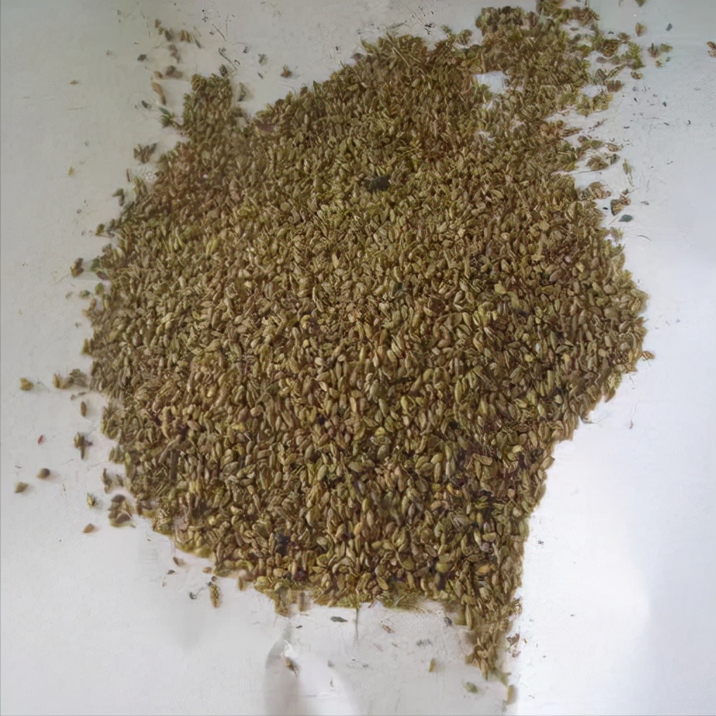 纪果欢｜怎么辨别种子的质量？受哪些因素影响？看完这篇你就知道