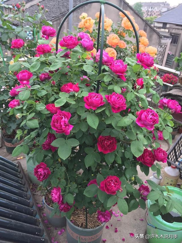 最漂亮10种藤本月季品种,50个经典藤本月季品种推荐