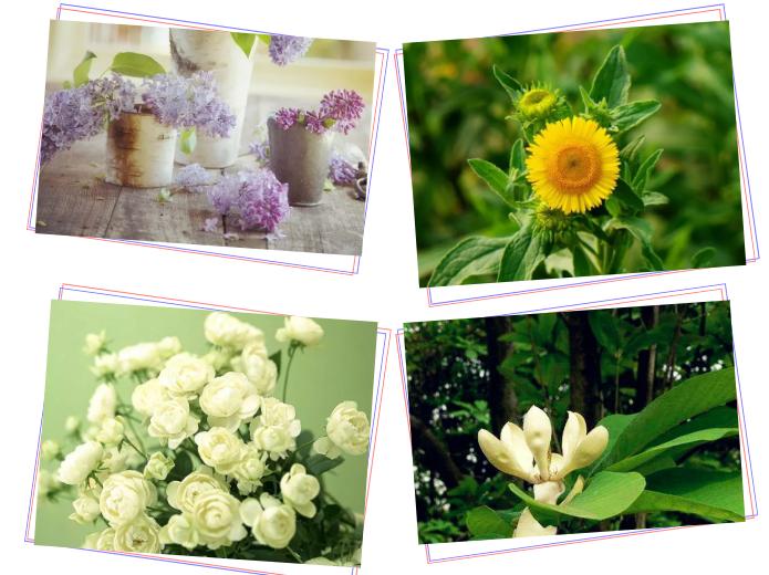 中草药各种花科普,花类的中草药有哪些