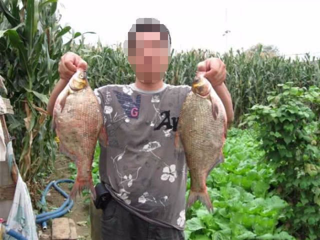 如何钓武昌鱼用什么饵料,钓武昌鱼什么时间最好