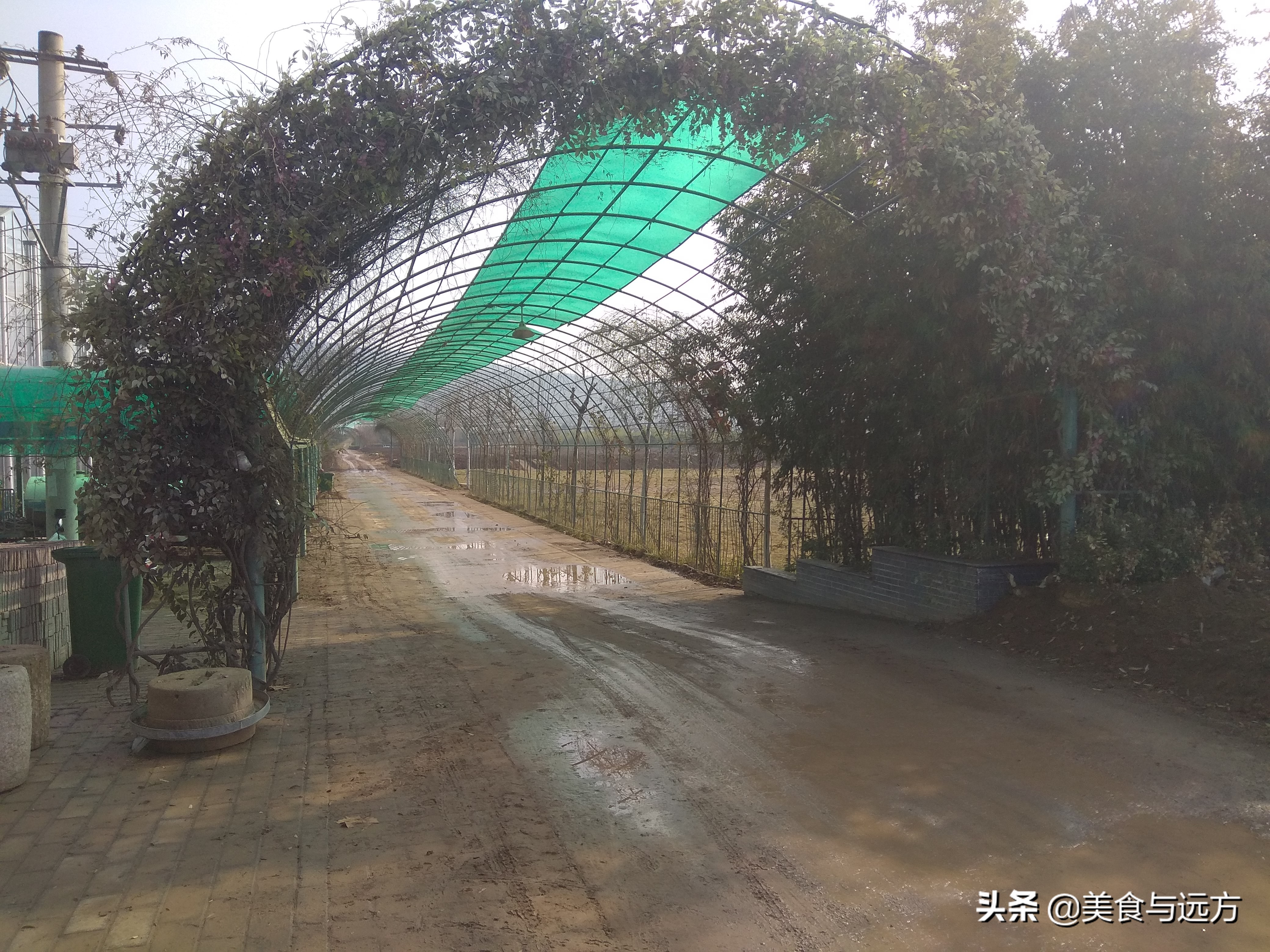 南横线上曾经有个盛农园，如今却是一片死气