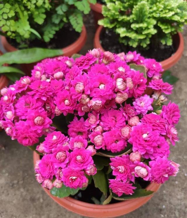 长寿花越开越小,长寿花越长越小怎么回事