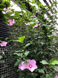 夏天的声音音频,夏天的声音动听