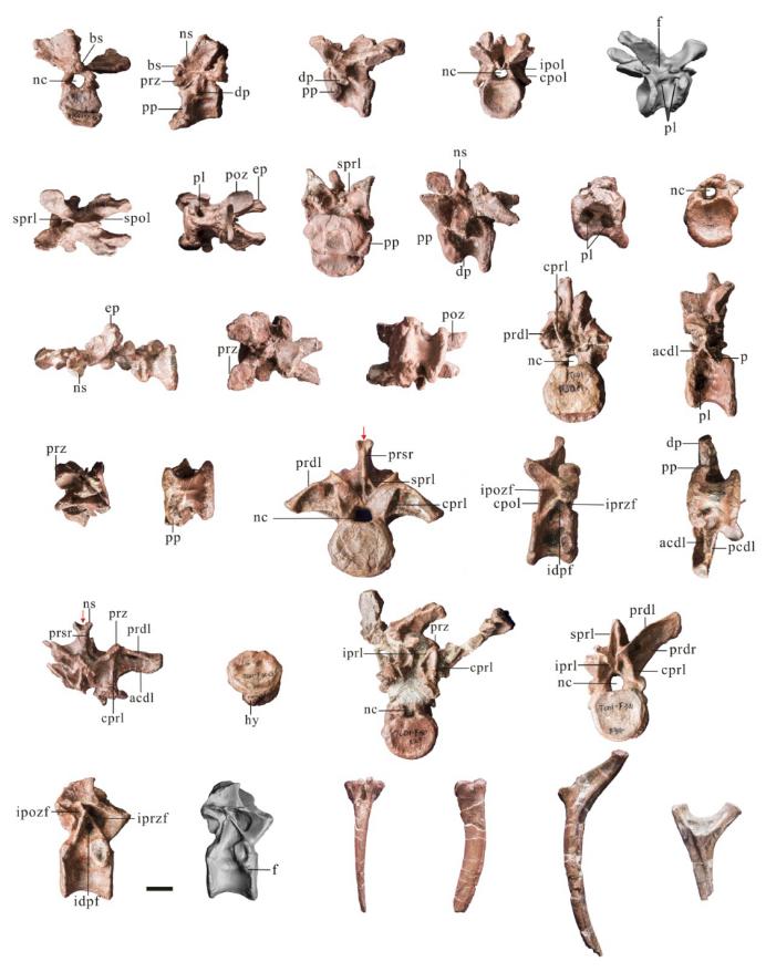 真正的恐龙从哪里来,重庆发现的恐龙是真的吗