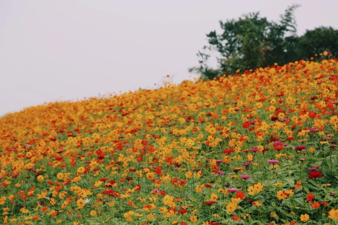 在江夏，我遇见了青松
