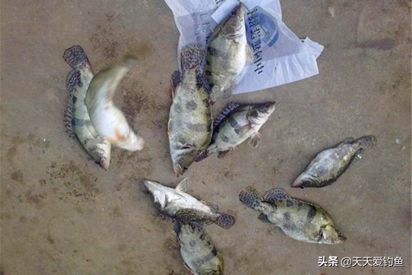 鳜鱼的钓法江西,民间钓鳜鱼的几种方法