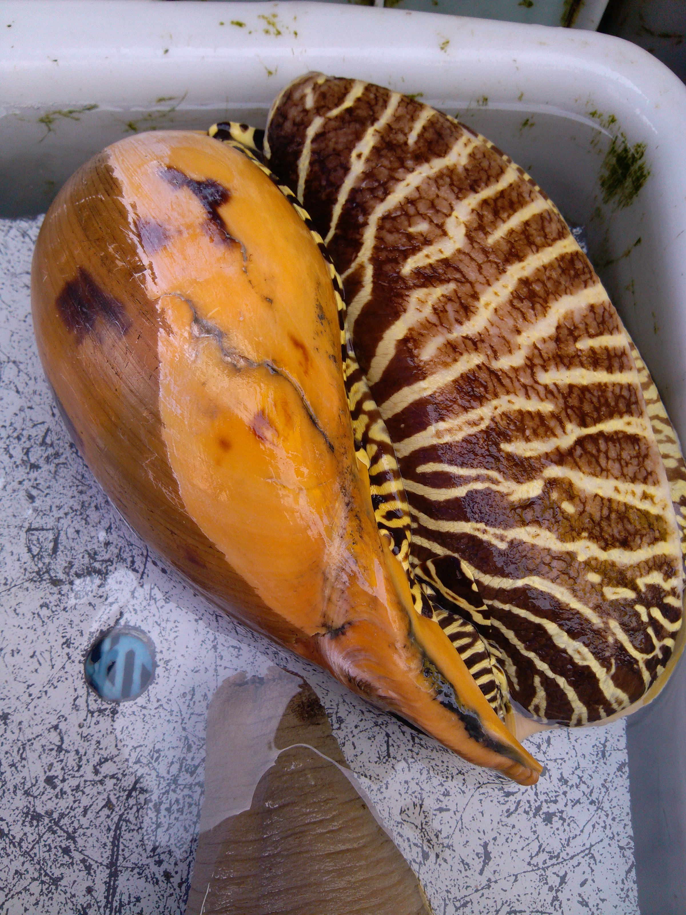 珠海海鲜游,珠海澳门环岛游时间表