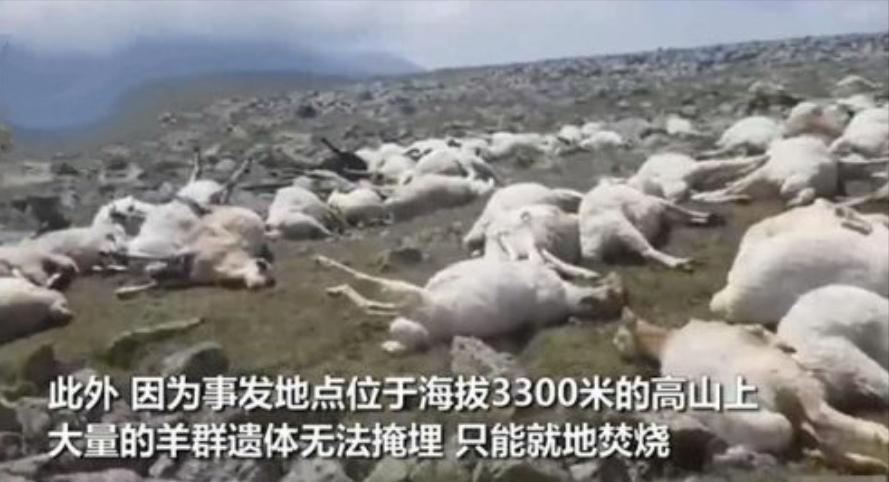 550只羊被雷劈死后续,550只羊被雷劈死原因