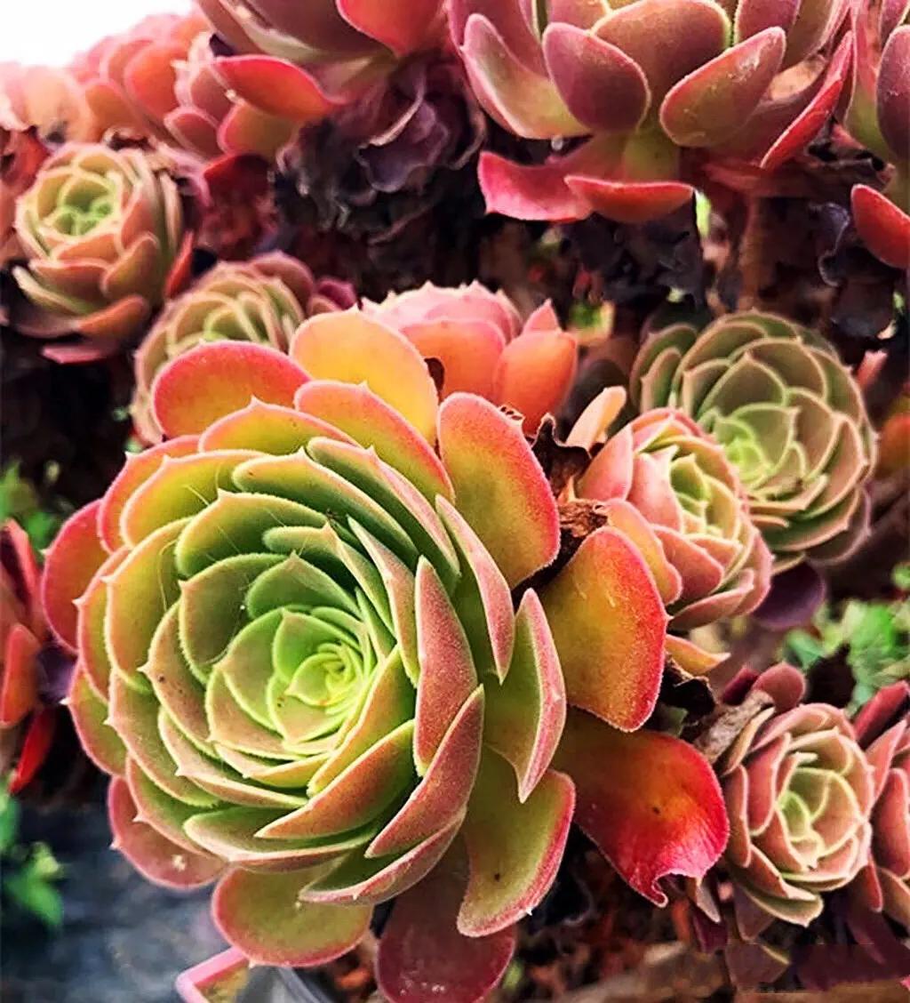 多肉法师韶羞现在能摘心吗,韶羞法师和荷兰玫瑰法师的区别