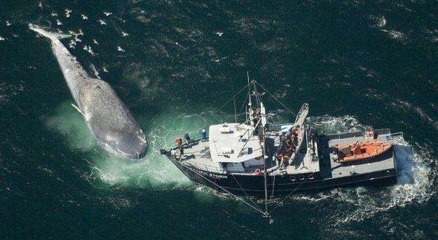 虎鲸捕杀地球上最大的蓝鲸,虎鲸天敌vs蓝鲸