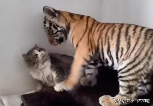 猫咪见到老虎原来我长大后这么猛,猫咪第一次见到老虎反应真呆萌