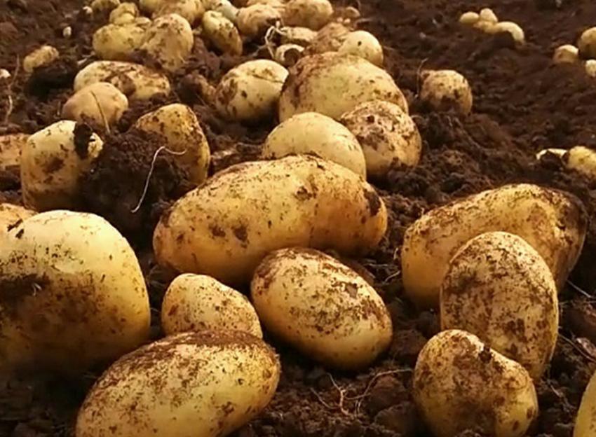 土豆块种植技巧和方法,土豆怎么种薯块大