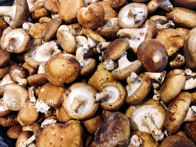 买香菇挑湿的买还是干的买,买香菇应该买大的还是买小的