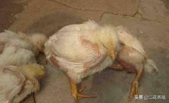 小鸡得的病医治方法,小鸡最容易生什么病怎么防治