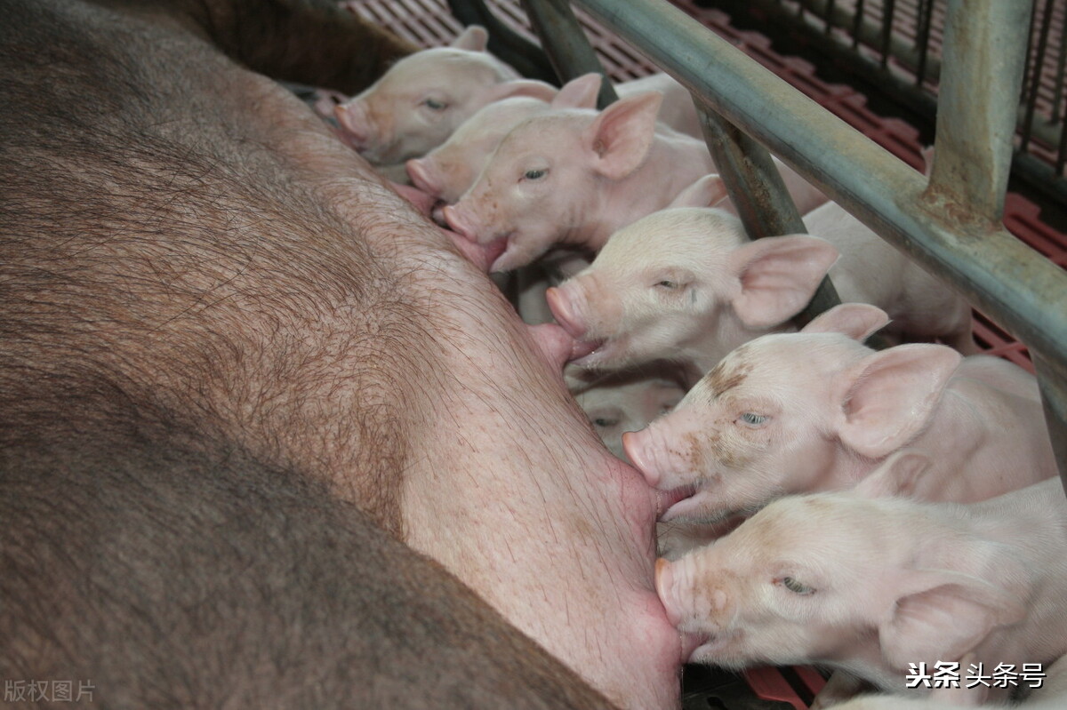 子宫颈输精,子宫颈口输精技术