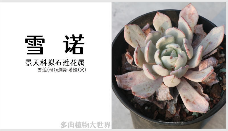 「雪诺」景天科拟石莲花属多肉植物，雪莲和剑*诺斯**娃杂交品种