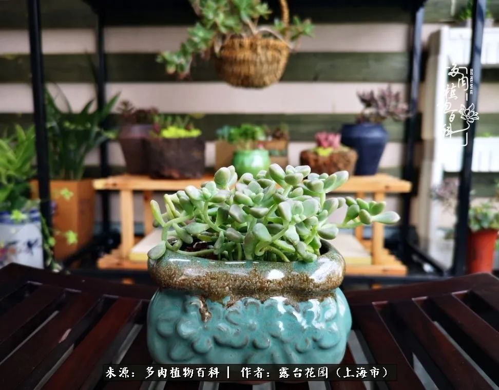 这6种多肉又粉又可爱萌翻少女心,粉粉萌萌的多肉有哪些