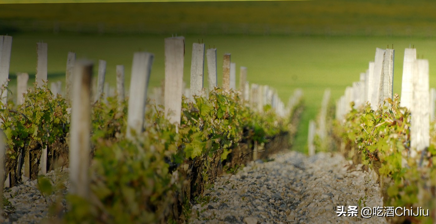 认识玛歌酒标,法国玛歌红酒和拉菲是一个档次吗