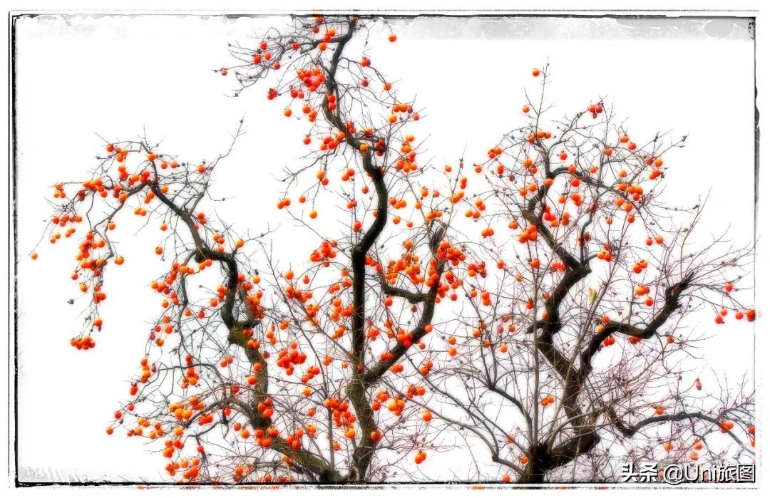 美图欣赏黄河全貌,航拍九曲黄河最美视频