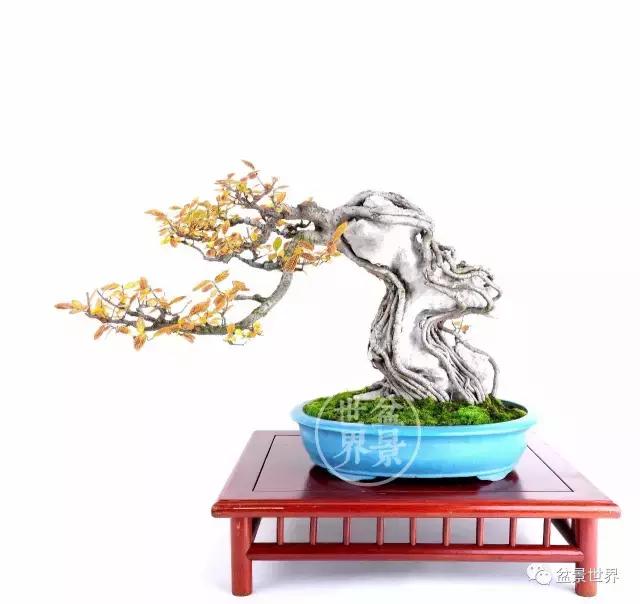 根艺盆景大全欣赏,文人根艺盆景精品大全图