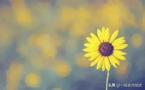 形容小花小草茂盛的好词好句,形容小草发芽的好句好段