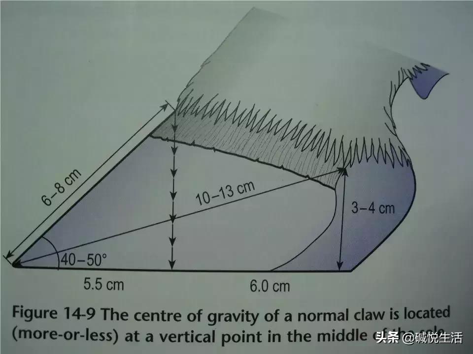 奶牛瘫痪症诊断,奶牛跛行的早期发现及五步修蹄法