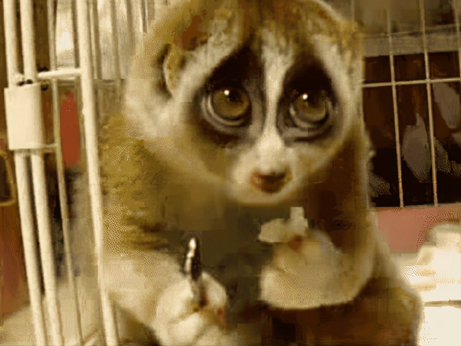 金丝猴受伤怒江金丝猴求救人类,陕西金丝猴受伤求救人类