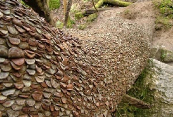 真实的摇钱树,现实版的摇钱树却无一人敢拿