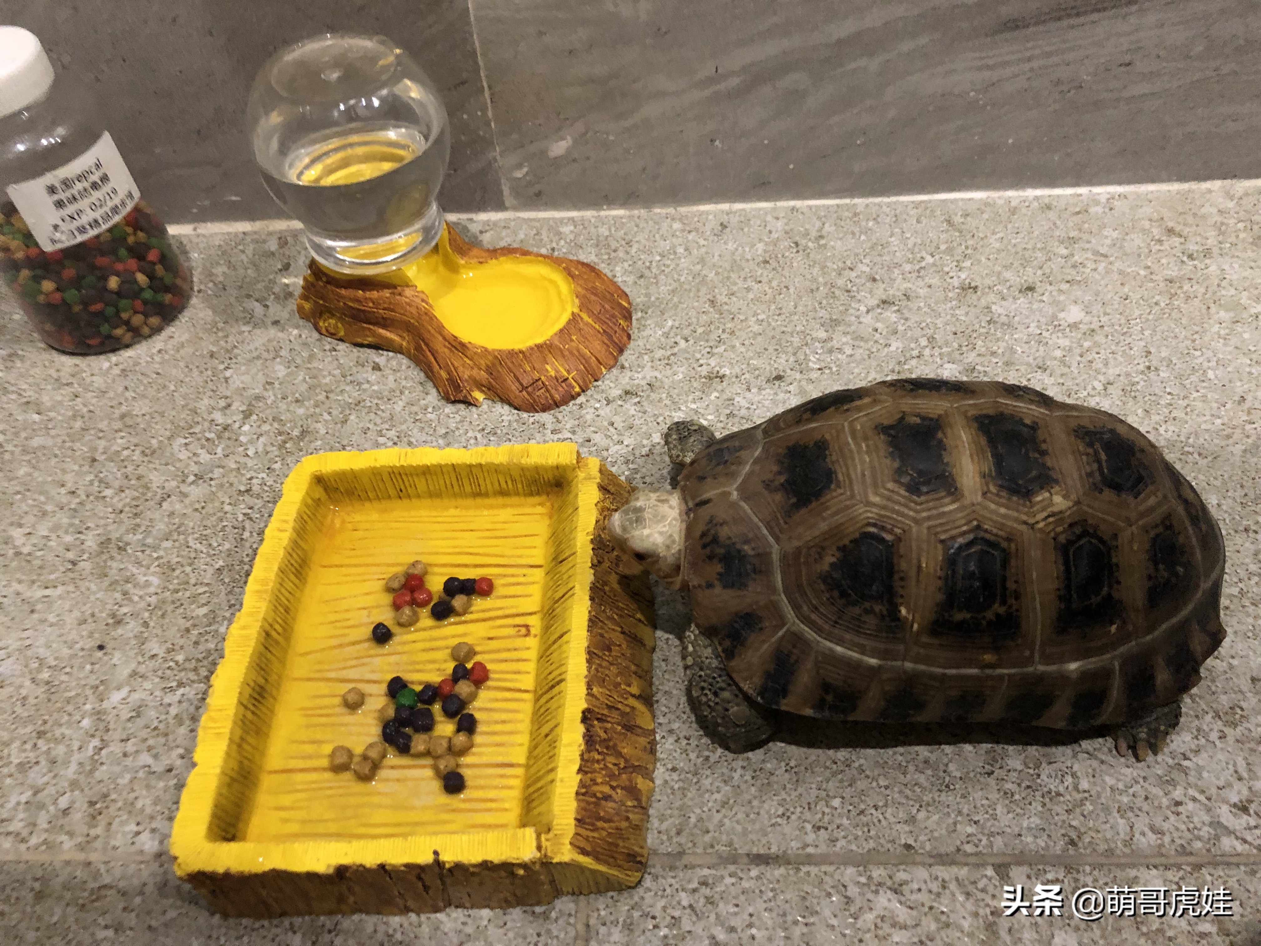 过年不忍心把宠物丢在家，霸气主人带着4只猫狗龟一起出门住酒店