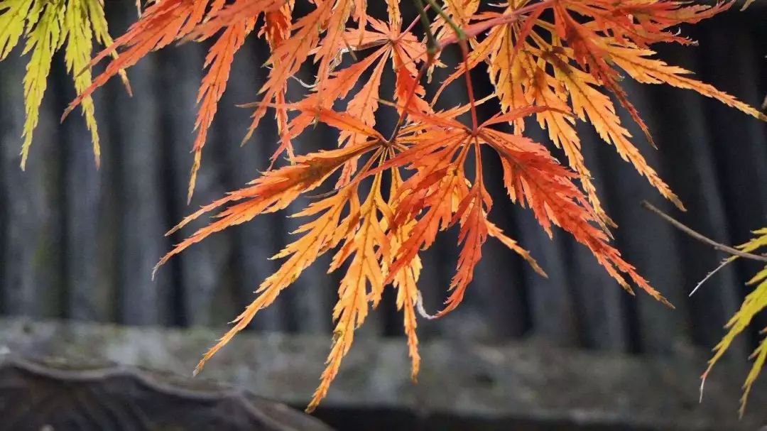 上海厉害了,厉害了上海