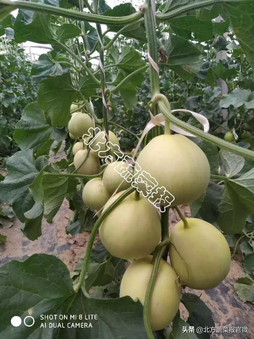 甜瓜后期长势弱怎么办,甜瓜产量高是怎么回事