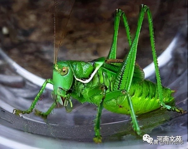 《蚰子》作者：赵中岳