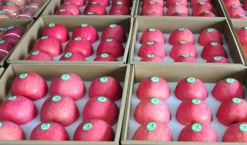 阿克苏苹果和烟台苹果哪个好,陕西苹果对比烟台苹果颜色