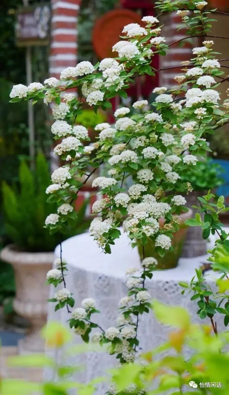 清明：云承心语到祖茔马德武怡情闲话