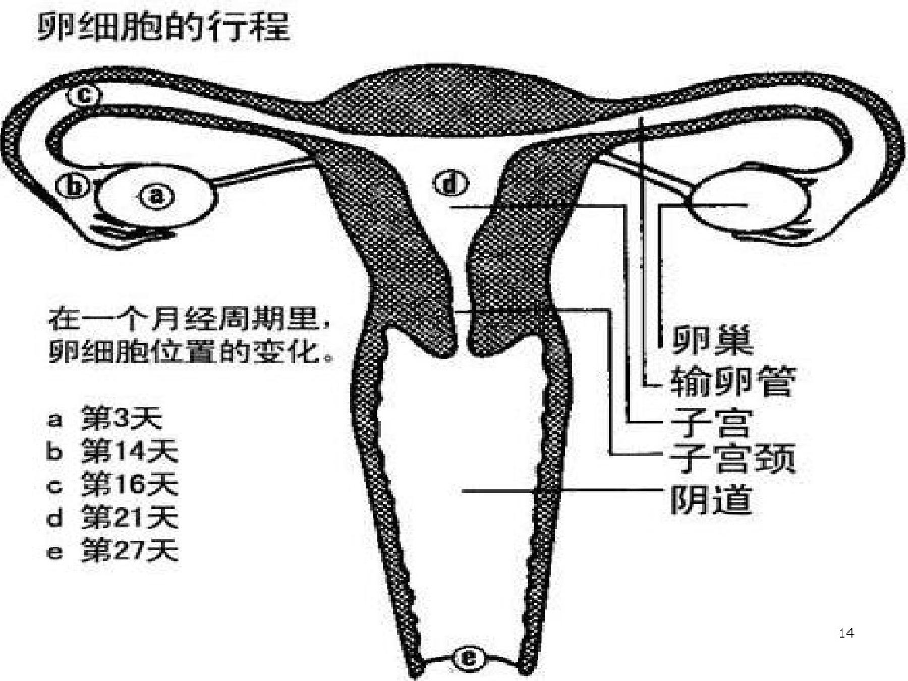青春期孩子教育课件,青春期健康教育课件免费下载