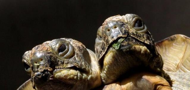 核变异双头龟,日本变异双头龟