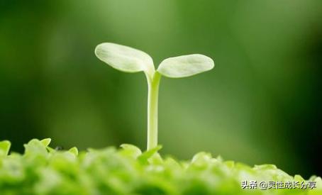 灵性觉醒篇20,灵性觉醒完整版