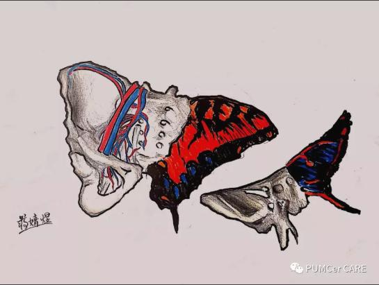 灵魂画手！协和医学生手绘器官解剖图，极具艺术美感，走红网络！
