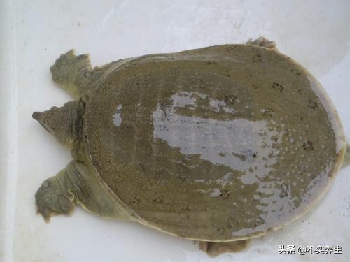 食养妙方——阳痿、*泄早**