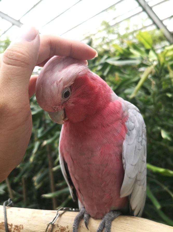 鹦鹉园里鹦鹉真不少，认识3种以上，当之无愧鹦鹉界老司机