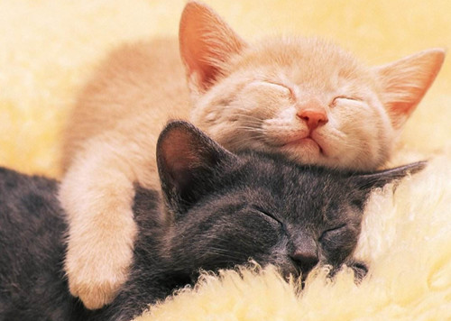 猫咪贫血吃补血肝精多久能好,猫咪有贫血和肾衰能治好吗