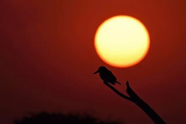 鸟类摄影拍摄技巧和精美照片展示,怎么拍摄鸟类视频