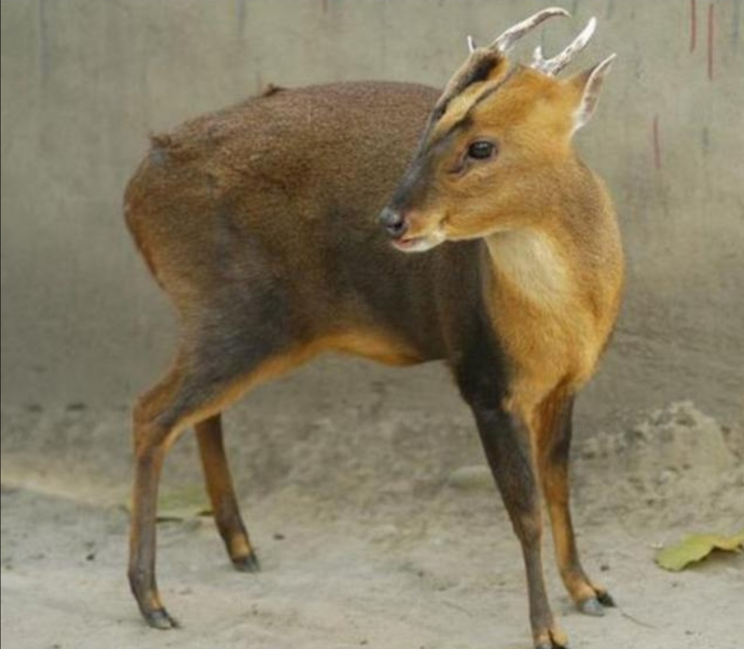野生山麂子，小巧秀丽中透着灵动和机警，使人赏识和怜惜