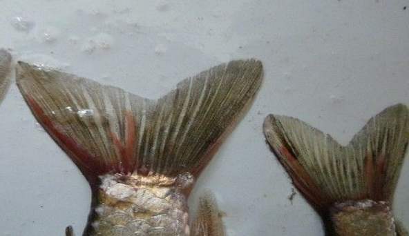 鱼类身上最常见的寄生虫长什么样,23种常见鱼类寄生虫高清图谱