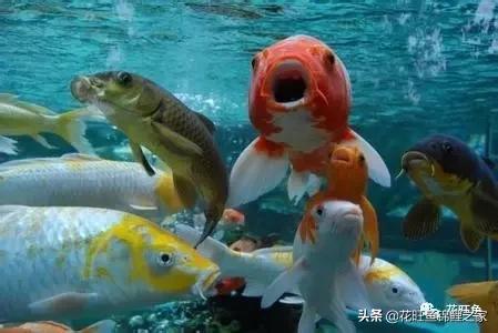 日本锦鲤怎么喂食,大小锦鲤混养小锦鲤如何喂食